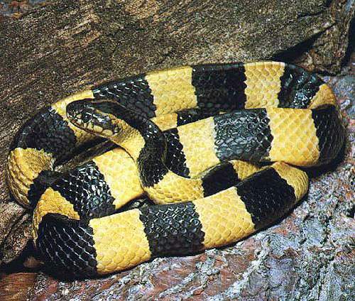 Yellow Krait